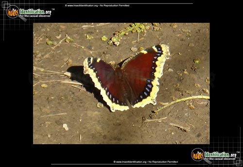 Thumbnail image #4 of the Mourning-Cloak-Butterfly