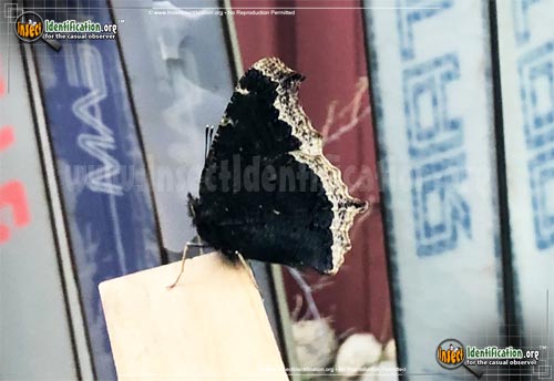 Thumbnail image #8 of the Mourning-Cloak-Butterfly
