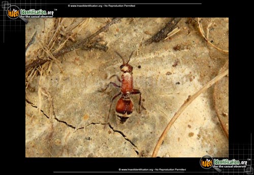 Thumbnail image of the Mutillid-Wasp