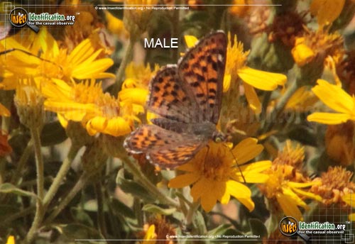 Thumbnail image of the Nais- Metalmark-Butterfly