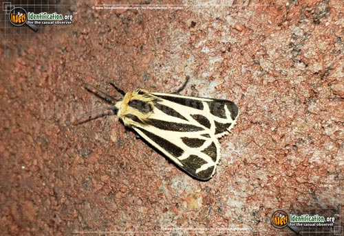 Thumbnail image of the Nais-Tiger-Moth