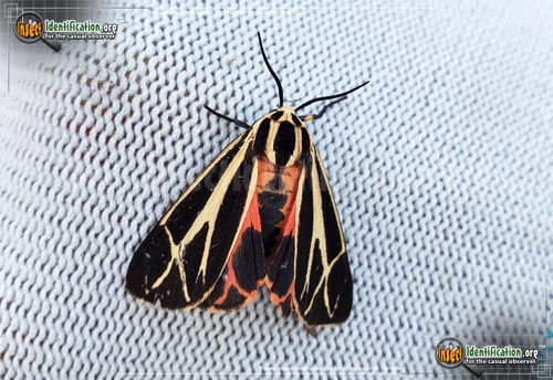 Thumbnail image #2 of the Nais-Tiger-Moth