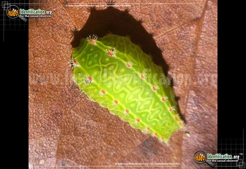 Thumbnail image #4 of the Slug-Caterpillar-Moth