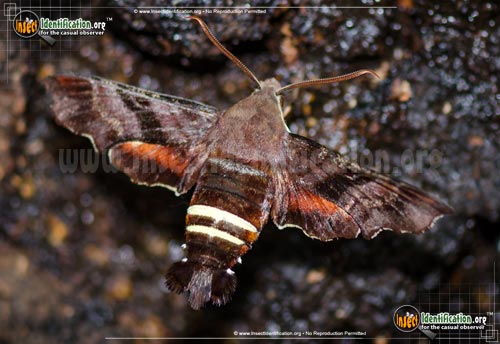 Thumbnail image of the Nessus-Sphinx-Moth