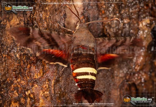 Thumbnail image #5 of the Nessus-Sphinx-Moth