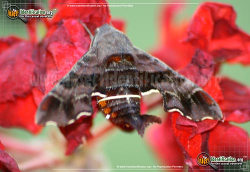 Thumbnail image #7 of the Nessus-Sphinx-Moth