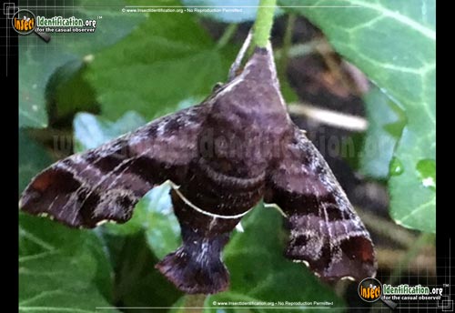 Thumbnail image #9 of the Nessus-Sphinx-Moth