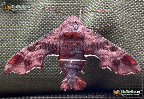 Thumbnail image #2 of the Nessus-Sphinx-Moth