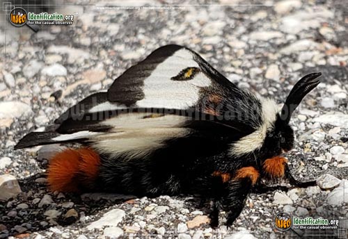 Thumbnail image #3 of the Nevada-Buck-Moth