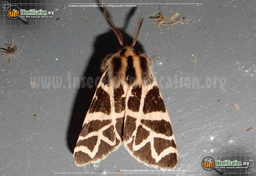 Thumbnail image of the Nevada-Tiger-Moth