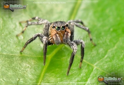 Thumbnail image #2 of the North-American-Jumping-Spider