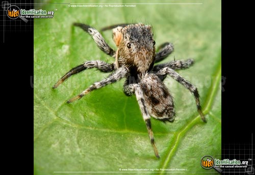 Thumbnail image of the North-American-Jumping-Spider