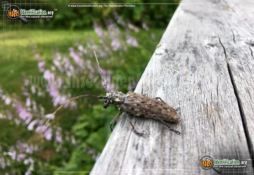 Thumbnail image of the Northeastern-Pine-Sawyer-Beetle