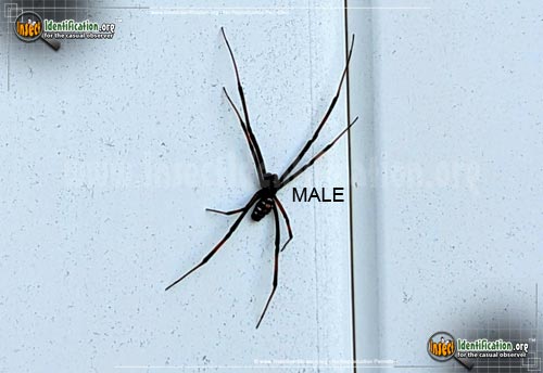 Thumbnail image #7 of the Northern-Black-Widow