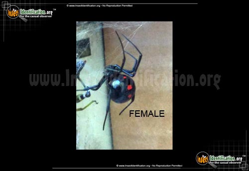 Thumbnail image #4 of the Northern-Black-Widow