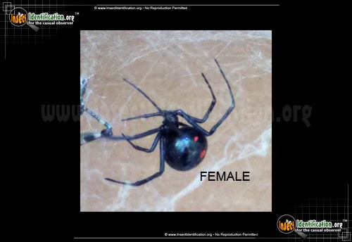 Thumbnail image #6 of the Northern-Black-Widow