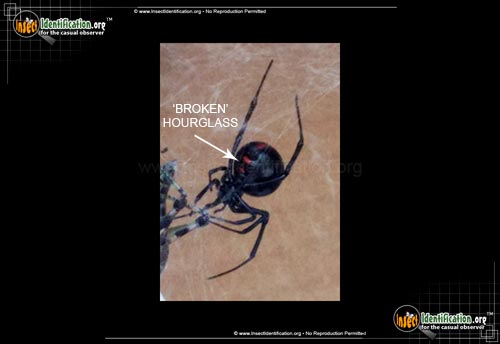Thumbnail image #3 of the Northern-Black-Widow
