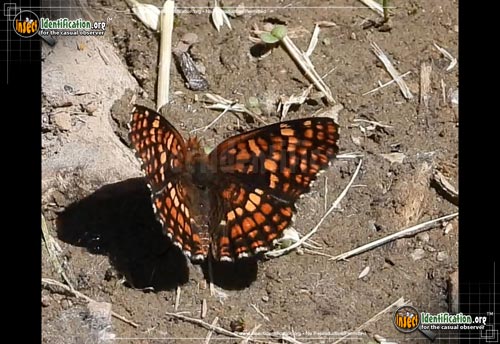 Thumbnail image of the Northern-Checkerspot-Butterfly