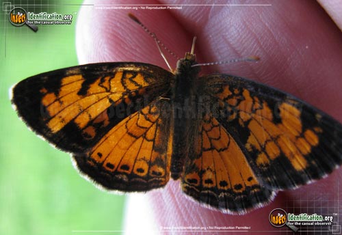 Thumbnail image of the Northern-Crescent-Butterfly