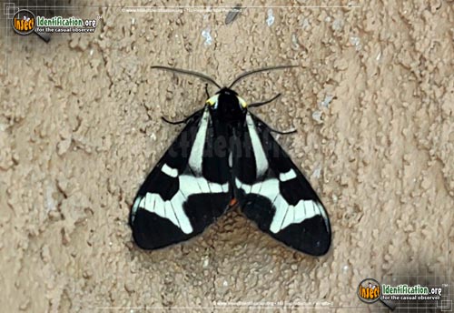 Thumbnail image of the Northern-Giant-Flag-Moth