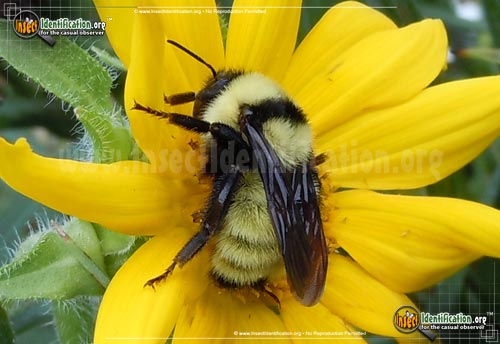 Thumbnail image #3 of the Northern-Golden-Bumble-Bee