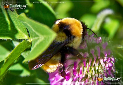 Thumbnail image #2 of the Northern-Golden-Bumble-Bee