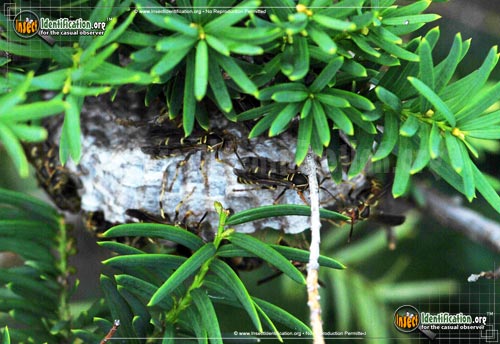 Thumbnail image #7 of the Northern-Paper-Wasp