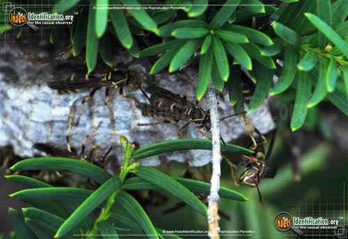 Thumbnail image #8 of the Northern-Paper-Wasp