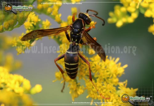 Thumbnail image of the Northern-Paper-Wasp