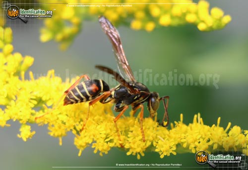 Thumbnail image #2 of the Northern-Paper-Wasp