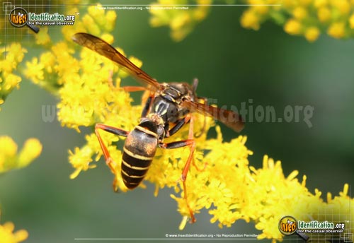 Thumbnail image #3 of the Northern-Paper-Wasp