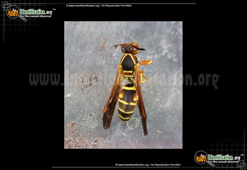 Thumbnail image #10 of the Northern-Paper-Wasp