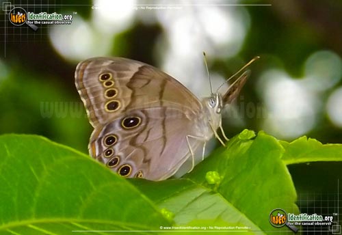 Thumbnail image #3 of the Northern-Pearly-Eye-Butterfly