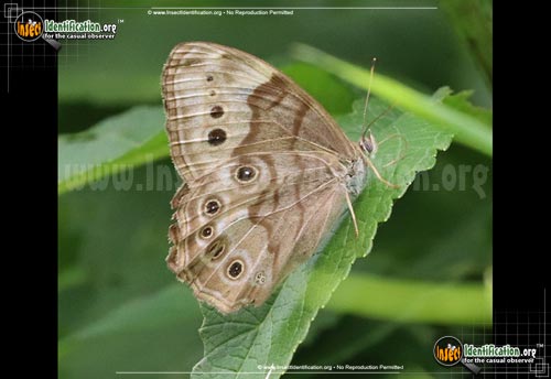 Thumbnail image #2 of the Northern-Pearly-Eye-Butterfly