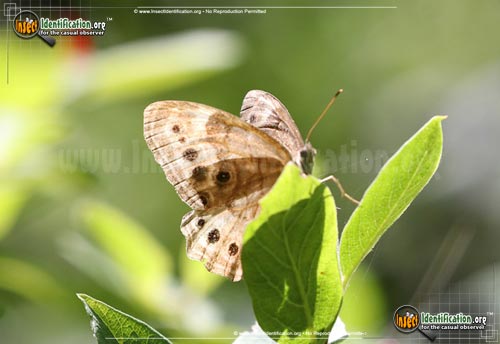 Thumbnail image #6 of the Northern-Pearly-Eye-Butterfly