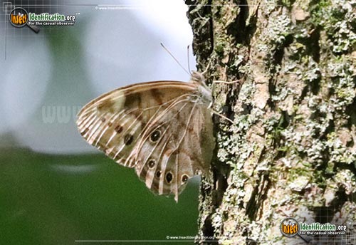 Thumbnail image #5 of the Northern-Pearly-Eye-Butterfly