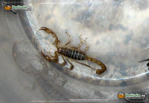 Thumbnail image of the Northern-Scorpion