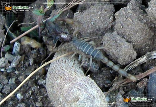 Thumbnail image #2 of the Northern-Scorpion