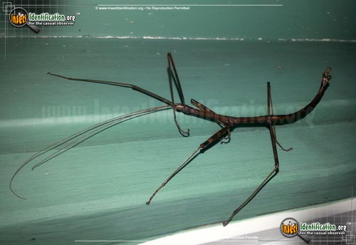Thumbnail image #2 of the Northern-Walkingstick