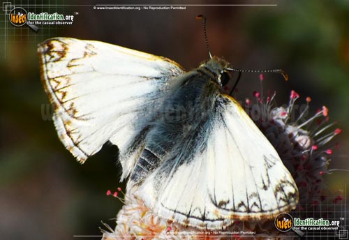 Thumbnail image #2 of the Northern-White-Skipper