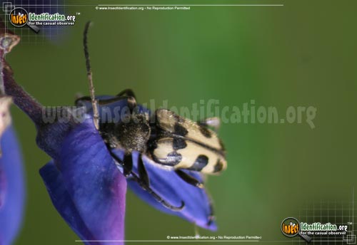 Thumbnail image of the Notch-Tipped-Flower-Longhorn-Beetle
