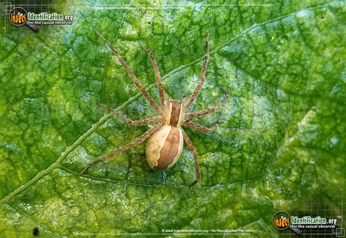 Thumbnail image of the Nursery-Web-Spider