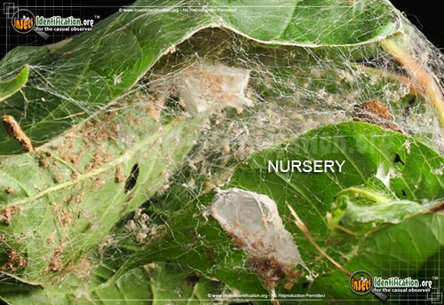 Thumbnail image #7 of the Nursery-Web-Spider