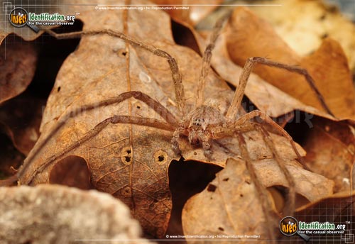 Thumbnail image #6 of the Nursery-Web-Spider