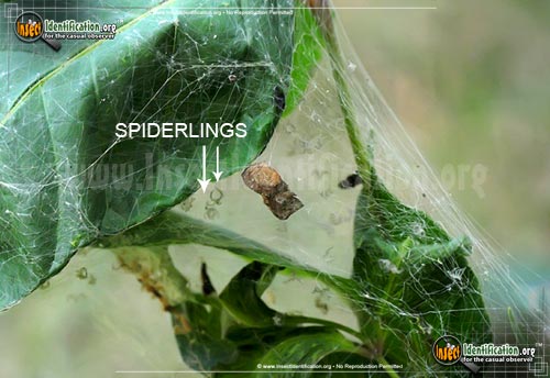 Thumbnail image #4 of the Nursery-Web-Spider