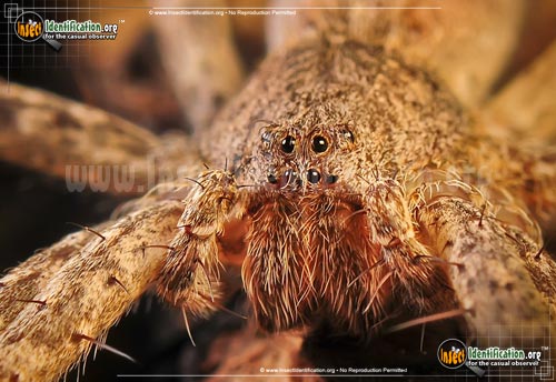 Thumbnail image #10 of the Nursery-Web-Spider
