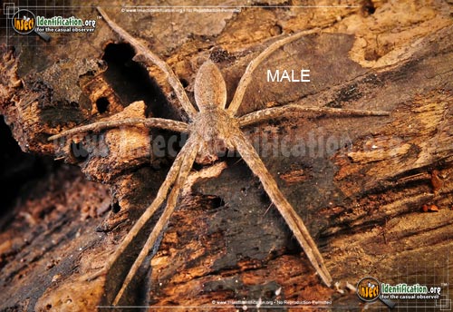 Thumbnail image #5 of the Nursery-Web-Spider