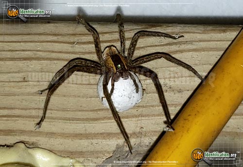 Thumbnail image #11 of the Nursery-Web-Spider