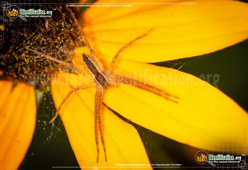 Thumbnail image #12 of the Nursery-Web-Spider