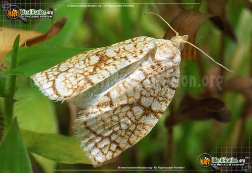 Thumbnail image of the Oak-Leafroller-Moth